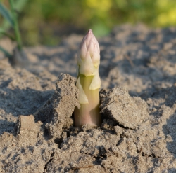 Spargel ragt ein Stück aus dem Boden, gesehen in Burgdorf bei Hannover