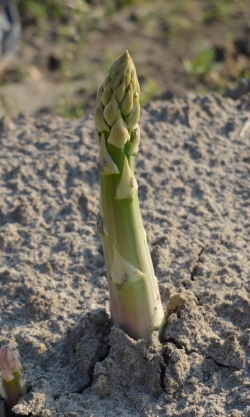 Der Spargel schaut weit aus der Erde raus, dieser Spargel wird nicht mehr geerntet.