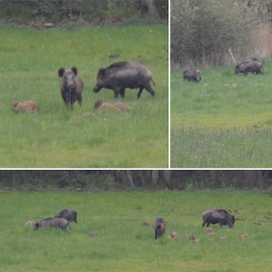 Wildschweine in Wathlingen (Landkreis Celle)